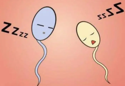 精子质量差做二代试管成功率