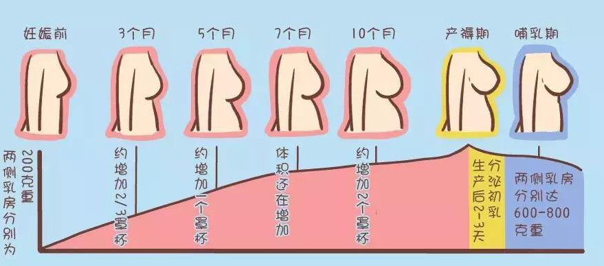 怀孕乳房会增大