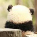 小鱼在游游?头像