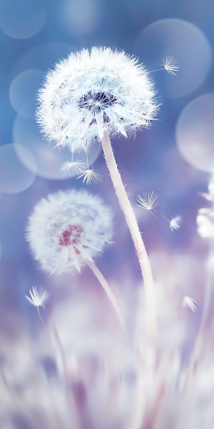 花花被头像