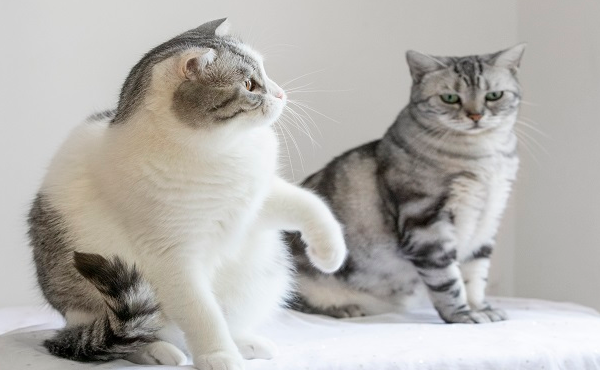 梦到猫到底生男生女