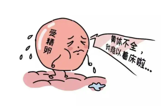黄体多大证明怀孕了1.png