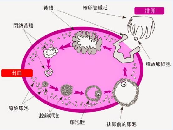 女性排卵期示意图
