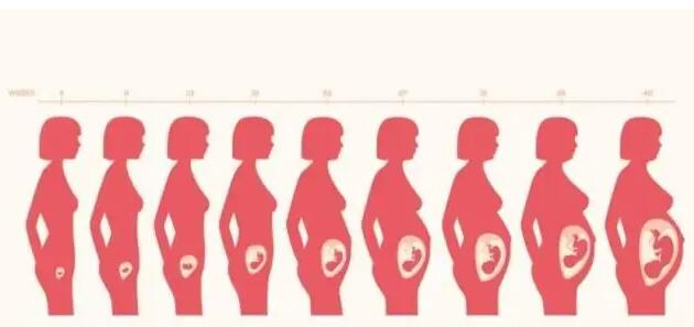 怀孕1一9月子宫尺寸，子宫尺寸能看男女吗？