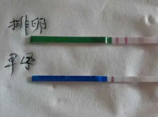 排卵试纸能确定排卵期