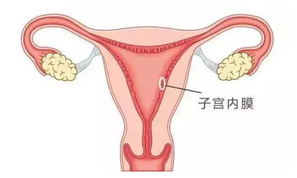 人工周期和自然周期移植