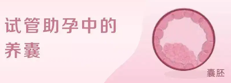 高龄试管养囊还是不养囊.png