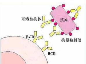 什么是封闭抗体？怎样治疗？