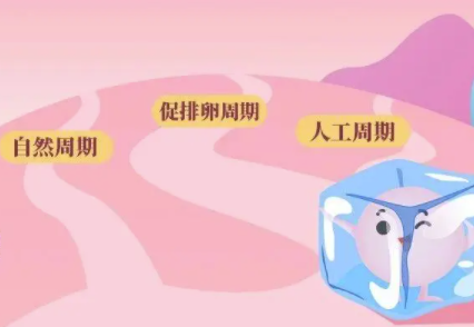 试管自然周期攒胚胎啥意思，要多久才能移植