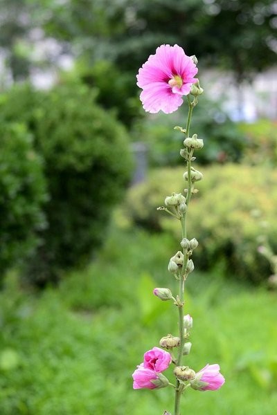 俺村一枝花头像