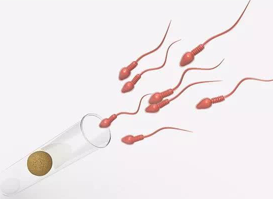 精子质量差做二代试管成功率高吗？