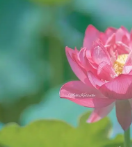 花开头像