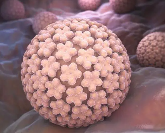 hpv39影响<a href=