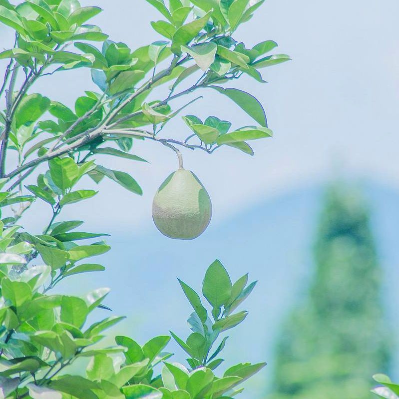 盛夏果实头像