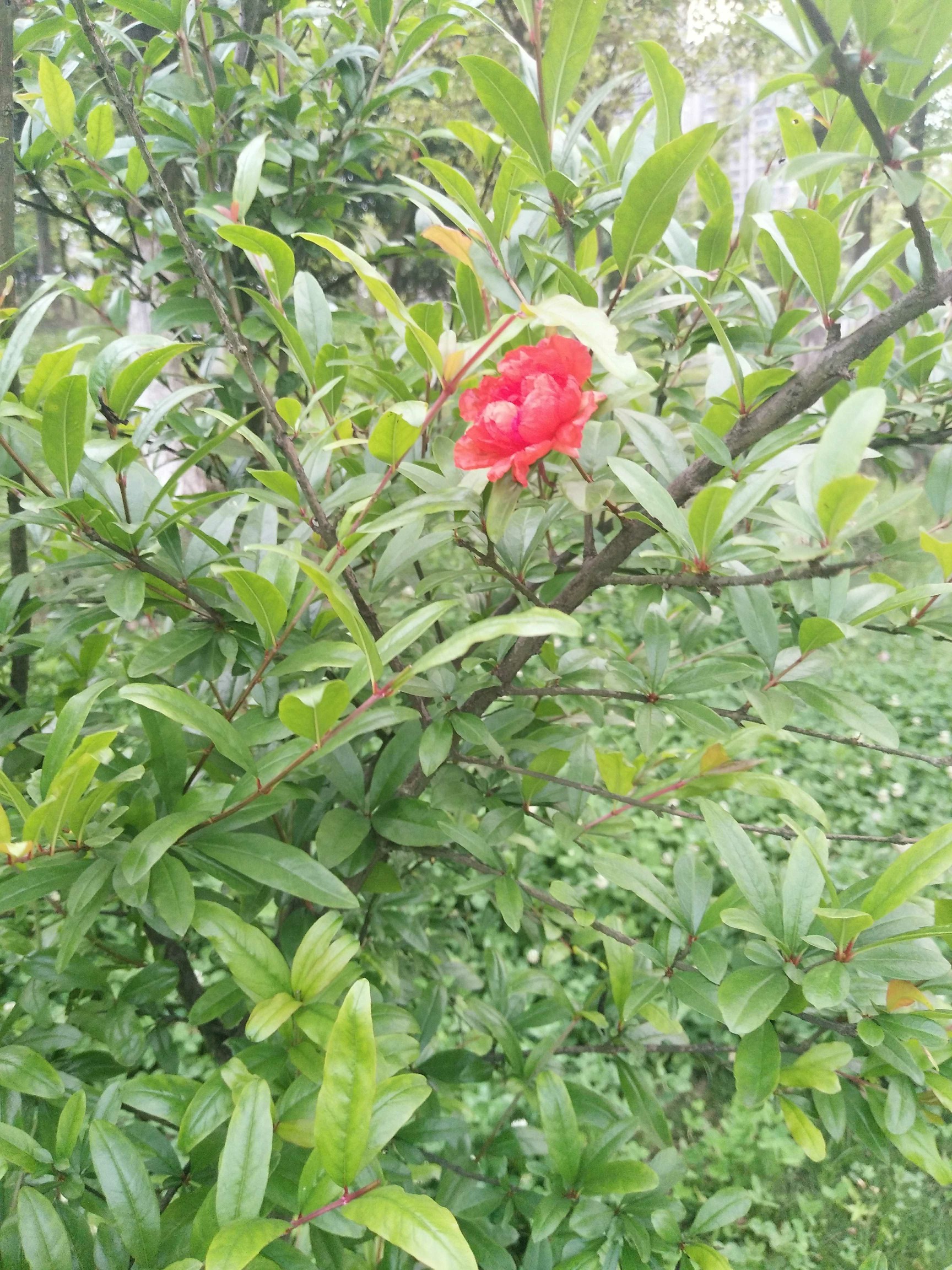 小燕子头像