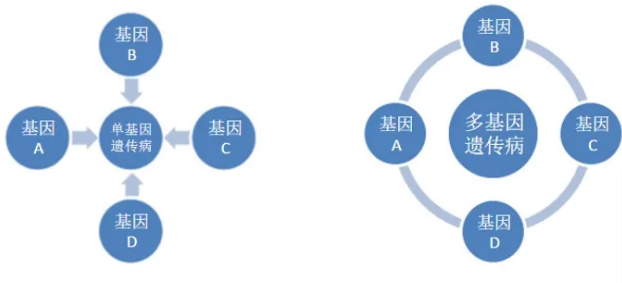 多基因和单基因遗传的区别