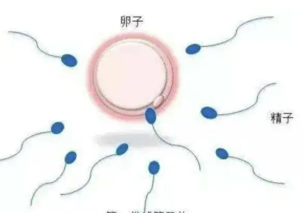多精入卵.png