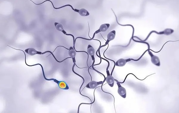 精子碎片率高达35%治疗后可以人工授精