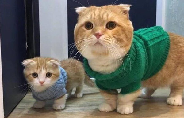 梦到猫到底生男生女