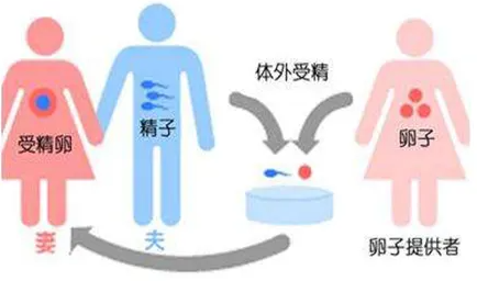 供卵.png