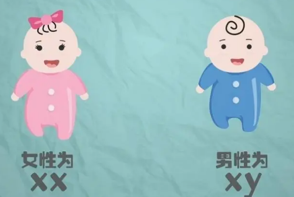 试管选择性别属于违法