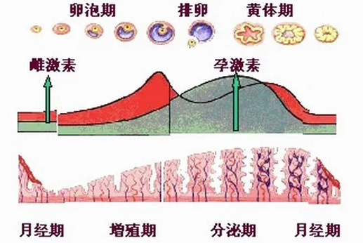 黄体多大证明怀孕了.png