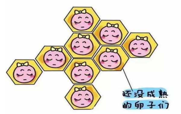 基础卵泡与实际取卵