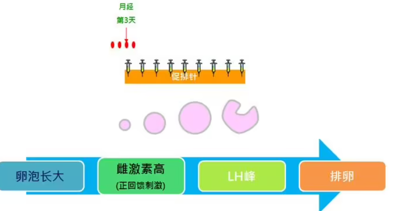 长方案降调及促排时间.png