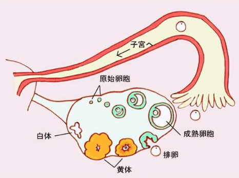[卵泡排卵后会逐渐萎缩]