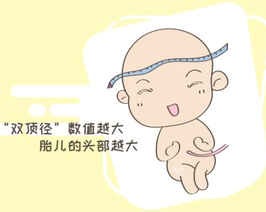 胎儿双顶径和体重有关