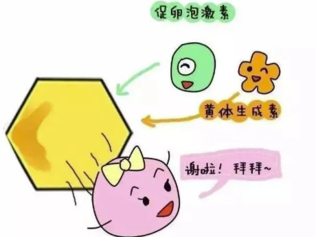 黄体生成素低好调理吗.png