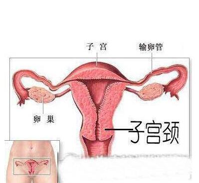 子宫.jpg