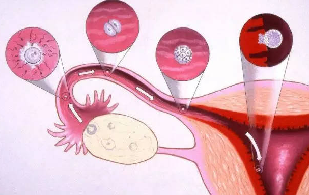 子宫内膜厚会影响怀孕
