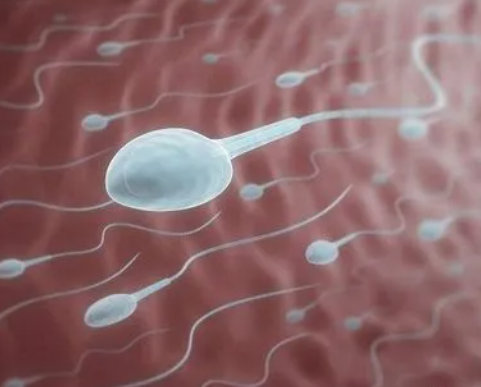 精子活率多少可以要男孩？专家解释生男生女的原理