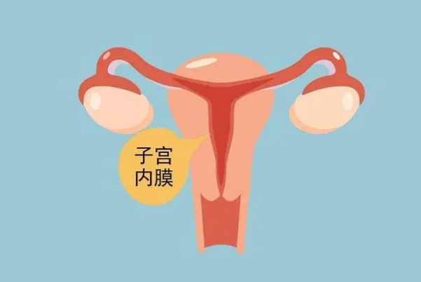 内膜为7ab的人成功进行移植