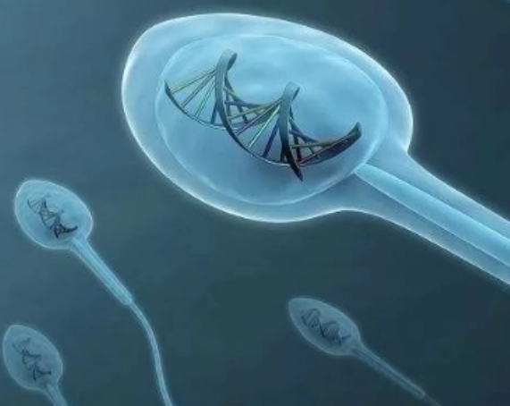 DNA碎片率高是多因素引起