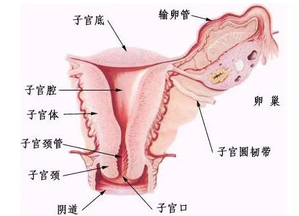 单角子宫合并残角子宫.png
