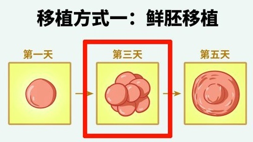符合鲜胚移植标准.png