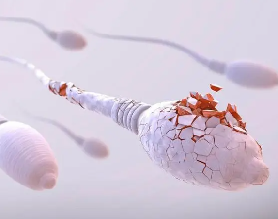 精子碎片率高会影响怀孕