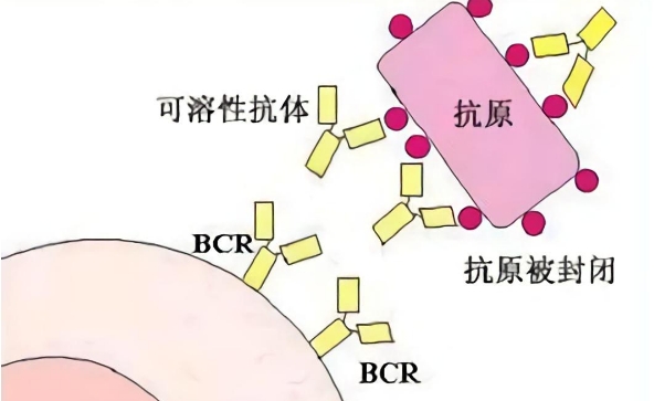 封闭抗体阴性对试管的影响