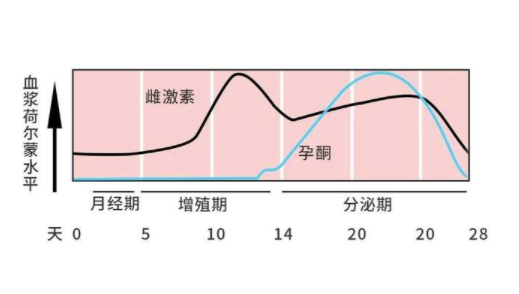 雌二醇多少可以备孕