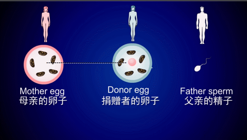 第四代试管婴儿.gif